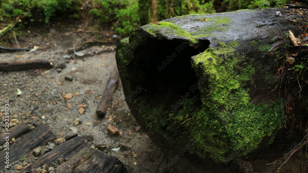 Obraz premium Tronco humedo