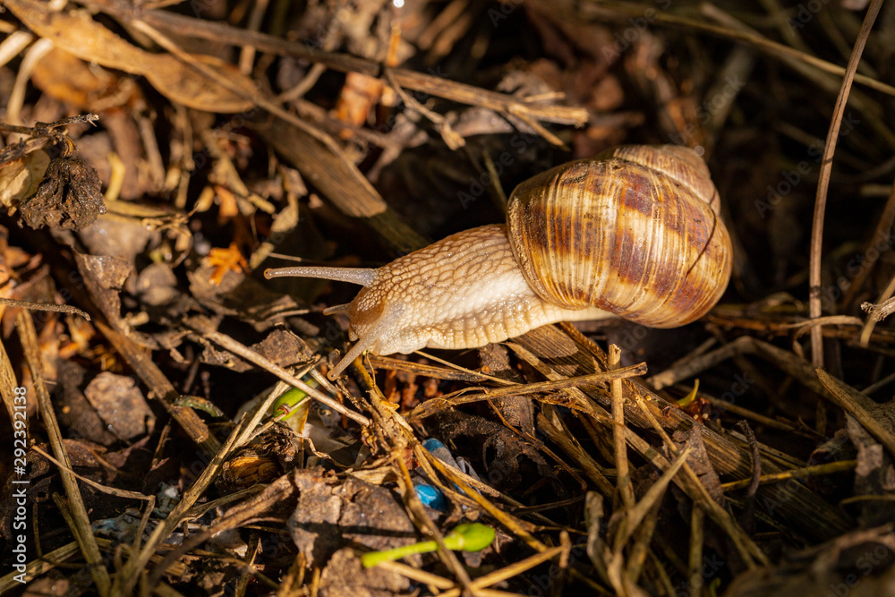 Helix pomatia, Roman burgundy snail, escargot, is a species of large