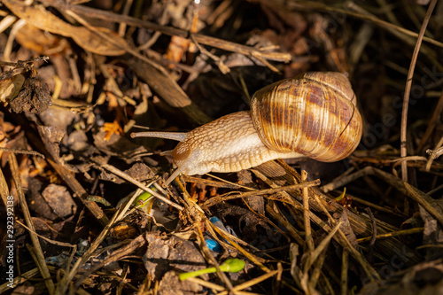 Helix pomatia, Roman - burgundy snail, escargot, is a species of large, edible, air-breathing land snail, a gastropod terrestrial mollusc in the family Helicidae. Hermaphrodite.