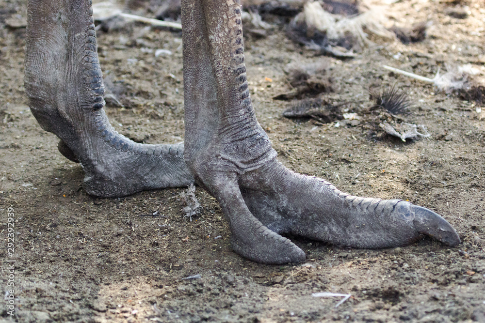 Ostrich legs. Powerful paws of a big bird. Claw on the paw. The limb of an  ostrich. Rough skin. Stock Photo | Adobe Stock