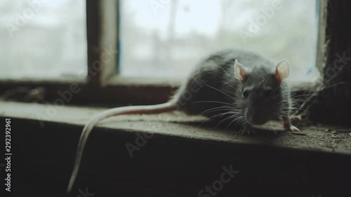 Gray Rat Is In An Old Dirty Basement