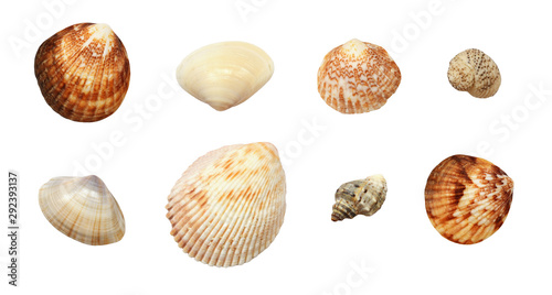 Set of different seashells