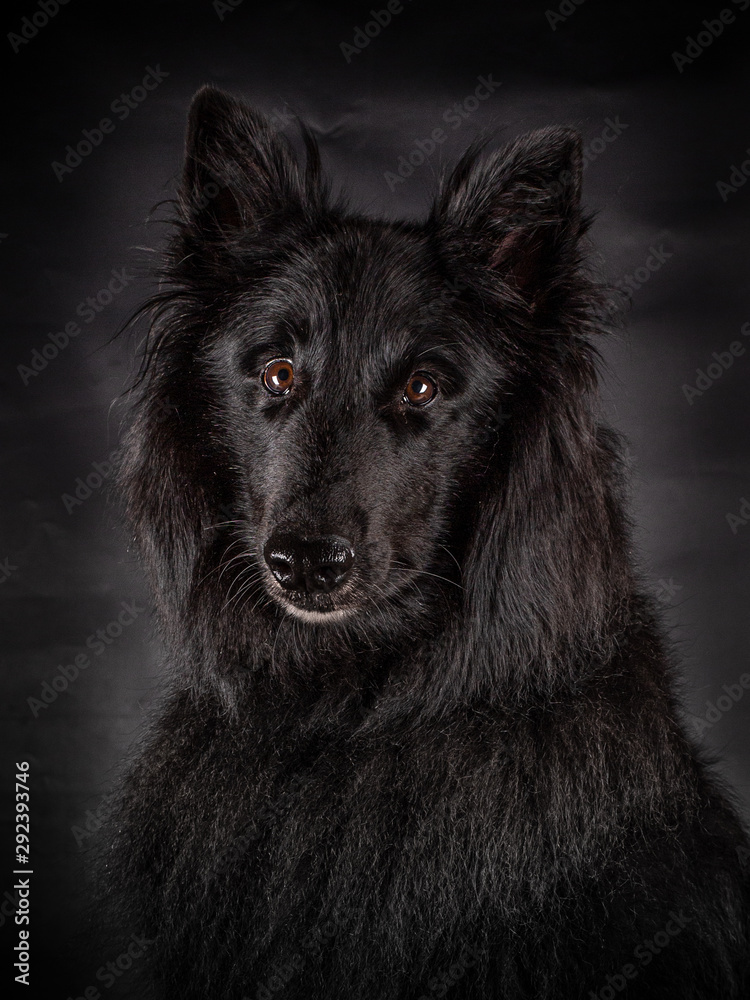 Portrait of a black Groenendael dog with great brown eyes looking into the camera. Portrait of a black Groenendael dog with great brown eyes looking into the camera.