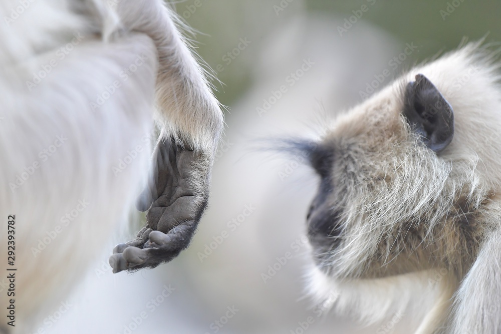 custom made wallpaper toronto digitalcat and mouse