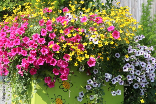 Sommerlicher Blumenschmuck mit Petunien, Topfpflanze