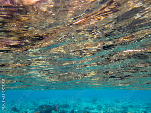 underwater world of the red sea, water glare