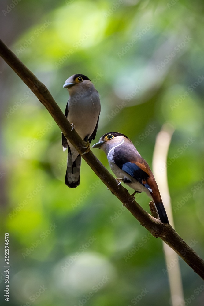 Obraz premium bird on branch