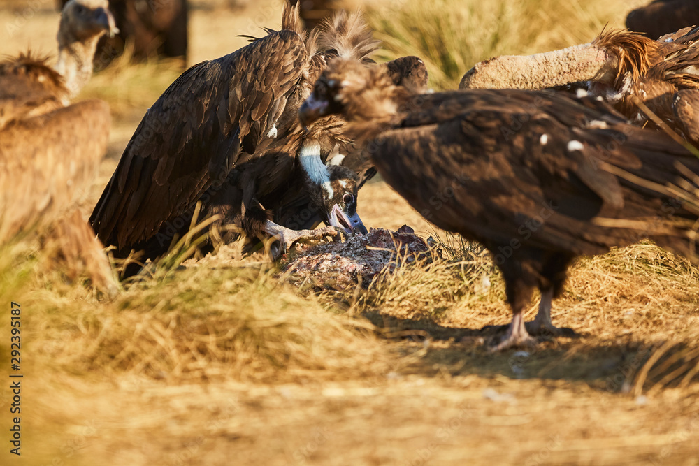 Fototapeta premium European vulture Black eating in nature