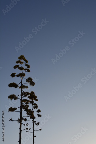 Agave flower against the sky and the sundown, Portugal photo