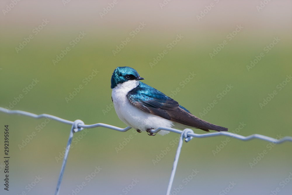 Tree swallow on wire fence looking over its shoulder Tree swallow on wire fence looking over its shoulder