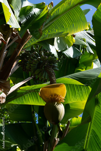blossom and bananas tree