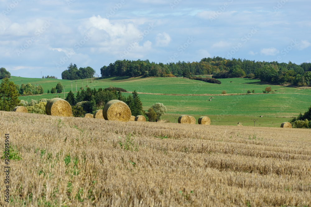 Rolled haystacks in field in early autumn