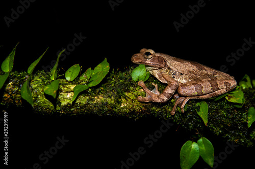 Smilisca baudinii, common Mexican tree frog, Mexican tree frog, Baudin's tree frog or Van Vliet’s frog at Sarapiqui, Costa Rica.  photo