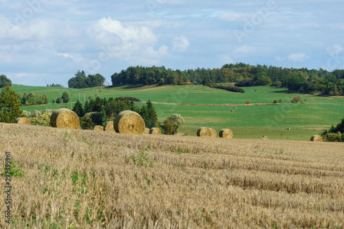 Rolled haystacks in field in early autumn