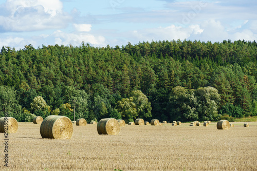 Rolled haystacks in field in early autumn