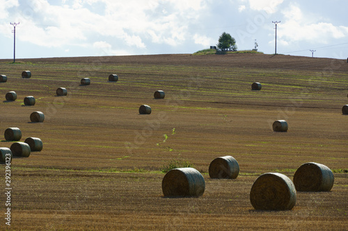 Rolled haystacks in field in early autumn