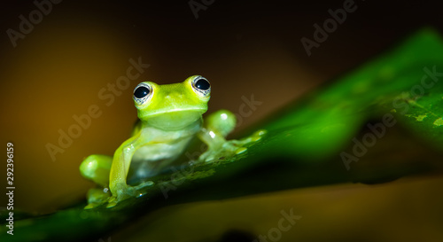 Teratohyla spinosa glass frog (spiny cochran frog) of the family of centrolenidae on a green leaf in the jungle of Costa Rica. Found in the jungle of Sarapiqui.  photo