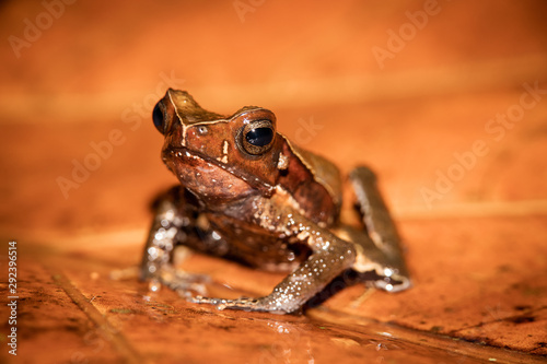 Truando toad, Rhaebo haematiticus, formerly known as bufo heamatiticus. True toad, family of bufonidae. Found at Sarapiqui, Costa Rica. photo