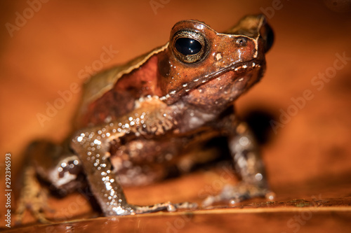 Truando toad, Rhaebo haematiticus, formerly known as bufo heamatiticus. True toad, family of bufonidae. Found at Sarapiqui, Costa Rica. photo