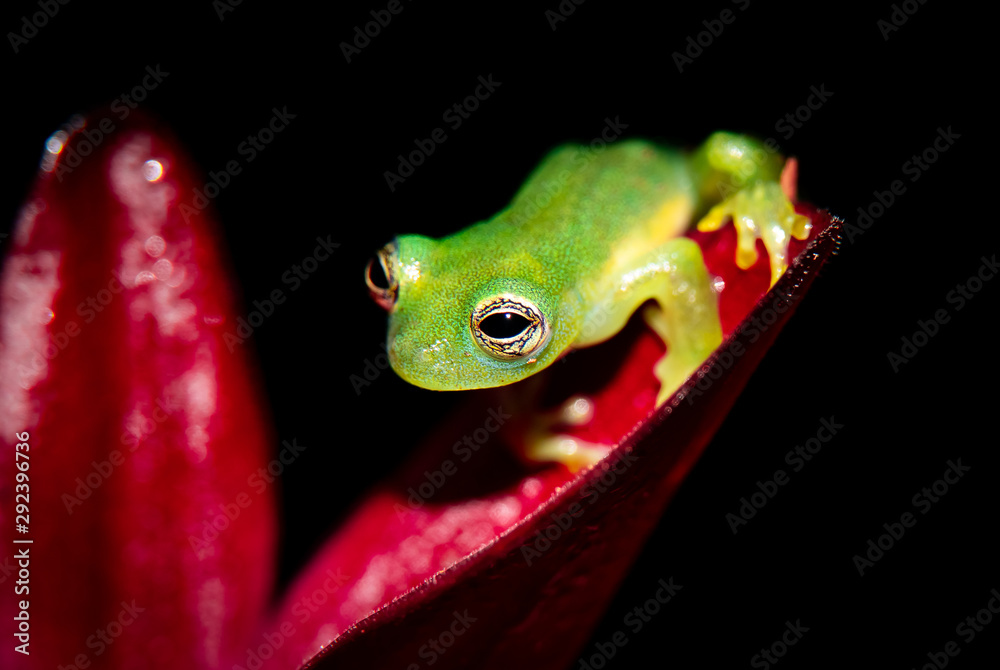Teratohyla spinosa glass frog (spiny cochran frog) of the family of