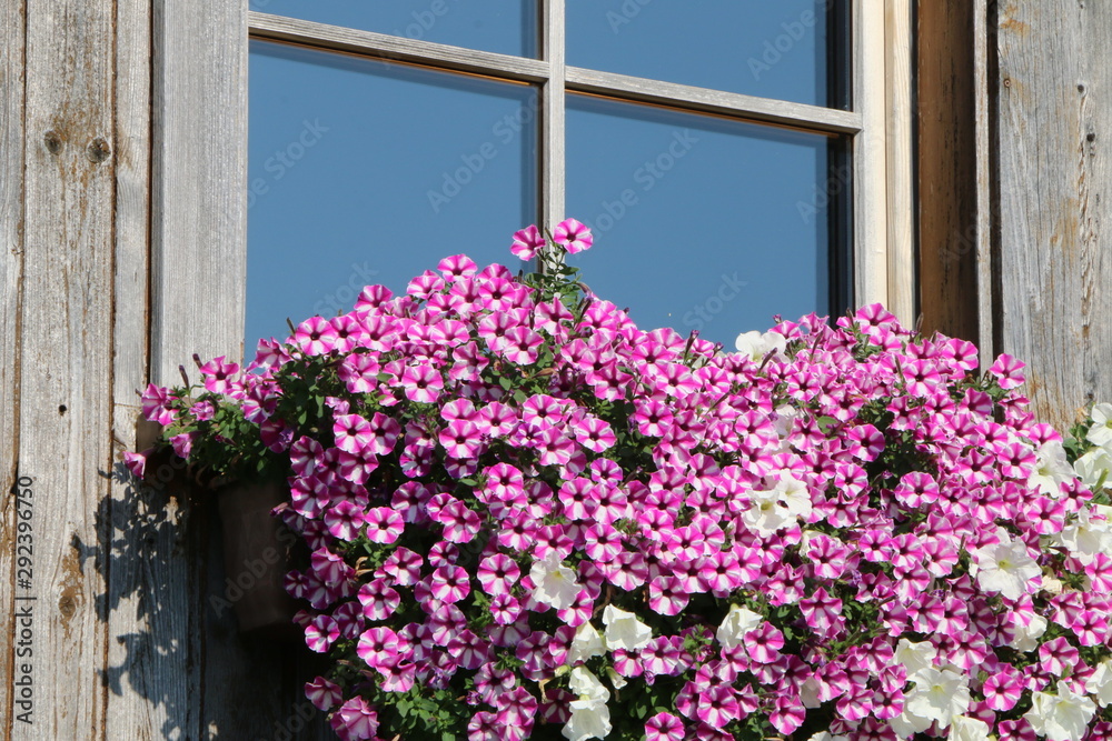 Fenster mit Sommerbepflanzung, Petunien an einem Fenster