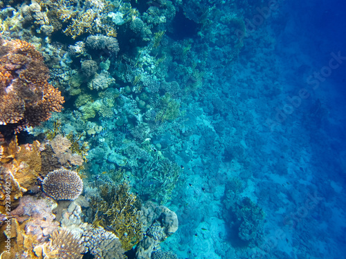 underwater world of the red sea, corals and exotic fish