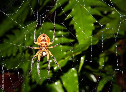 Spider in its spider's web, waiting for its prey. Photo taken in the jungle of Costa Rica, Barbilla National Park.  © Jeroen
