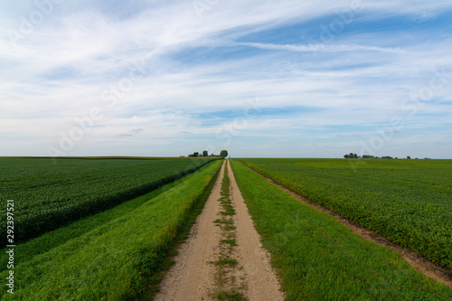 Dirt road in the Midwest