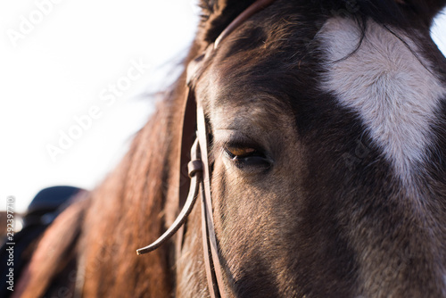 Photo brown horse muzzle with bridle close