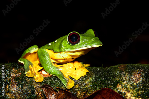 Gliding tree frog (Agalychnis spurrelli) sitting on a branch at the Osa Peninsula, corcovado national park.  © Jeroen