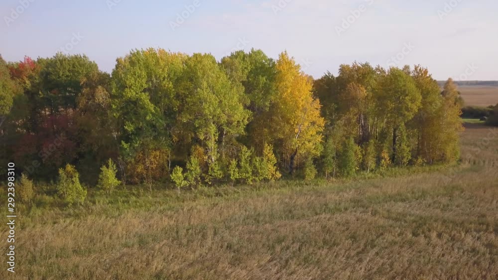 Flying above a beautiful birch grove in autumn. Yellow birch in the ravine. Aerial view Flying above a beautiful birch grove in autumn. Yellow birch in the ravine. Aerial view