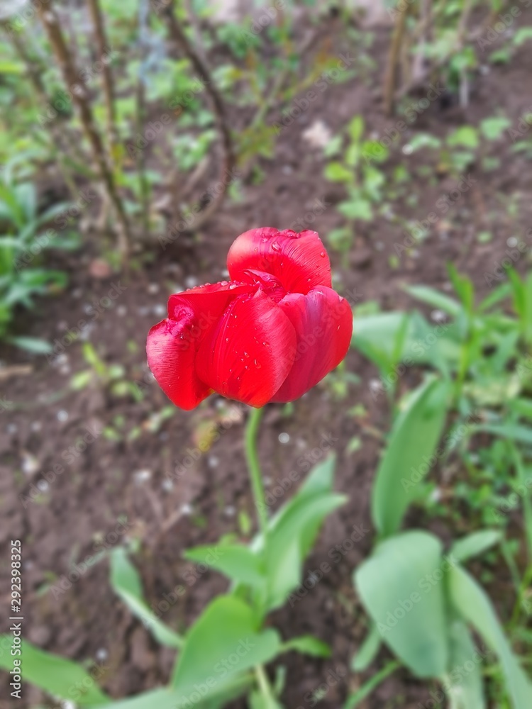 Obraz premium Red tulip in the home garden in early spring