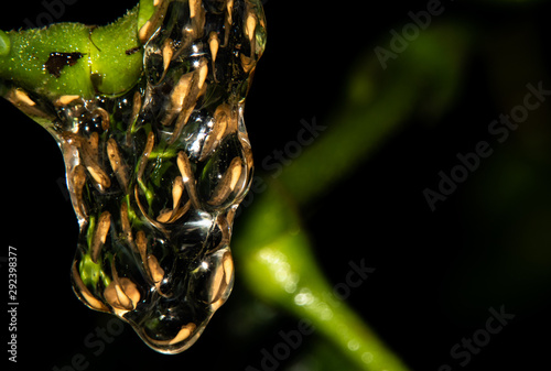 Transparent frog eggs hanging on a leaf. Eggs of an hourglass tree frog.