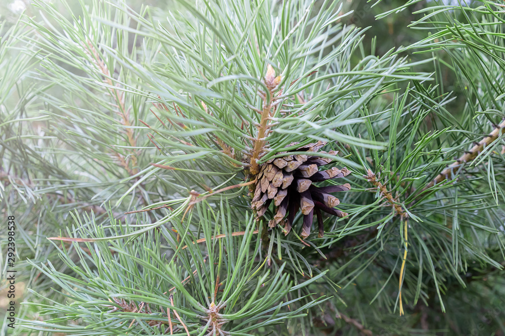 Pine cone on a branch. Big green pine needles. Autumn nature. Natural background with copy space Pine cone on a branch. Big green pine needles. Autumn nature. Natural background with copy space