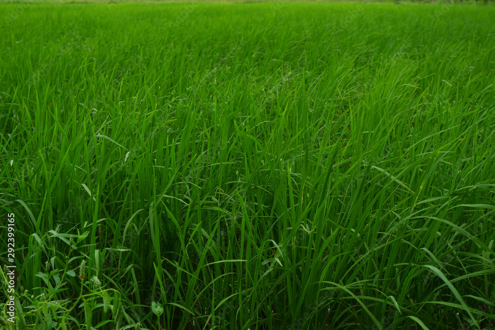 Obraz premium green grass background