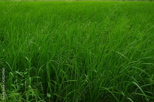 green grass background