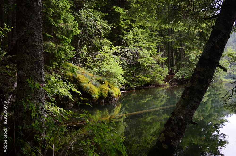Obraz premium tree in forest