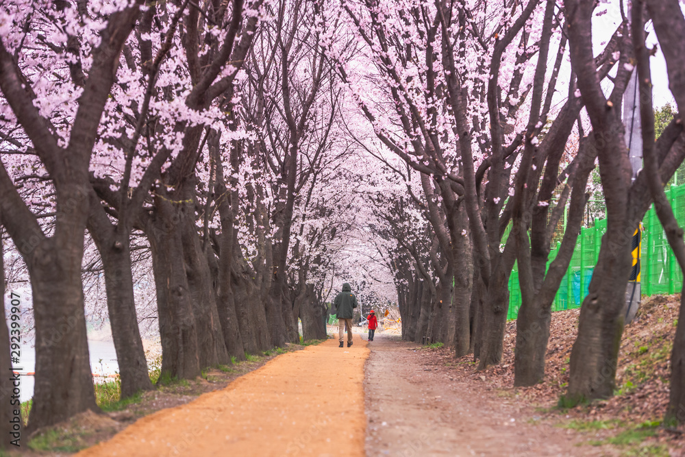 Seoul, Korea - April 7: Seoul's cherry blossoms festival in Korea, beautiful scenery photographers around Seoul, Korea on 7 April 2019