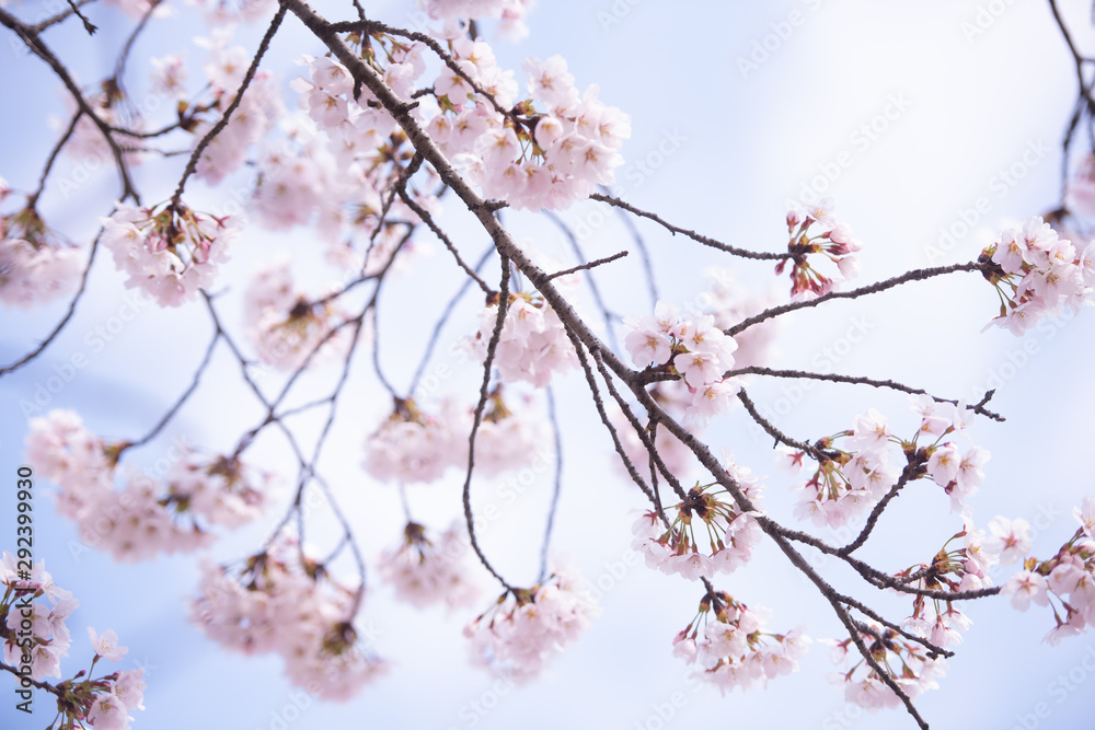 Cherry Blossom in spring with Soft focus, Sakura season in korea,Background Cherry Blossom in spring with Soft focus, Sakura season in korea,Background