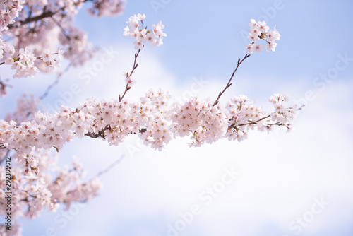 Cherry Blossom in spring with Soft focus, Sakura season in korea,Background