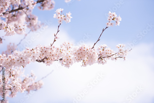 Photography Cherry Blossom in spring with Soft focus, Sakura season in korea,Background