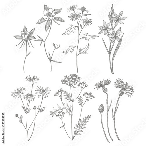 Collection of hand drawn flowers and herbs. Botanical plant illustration. Vintage medicinal herbs sketch set of ink hand drawn medical herbs and plants sketch