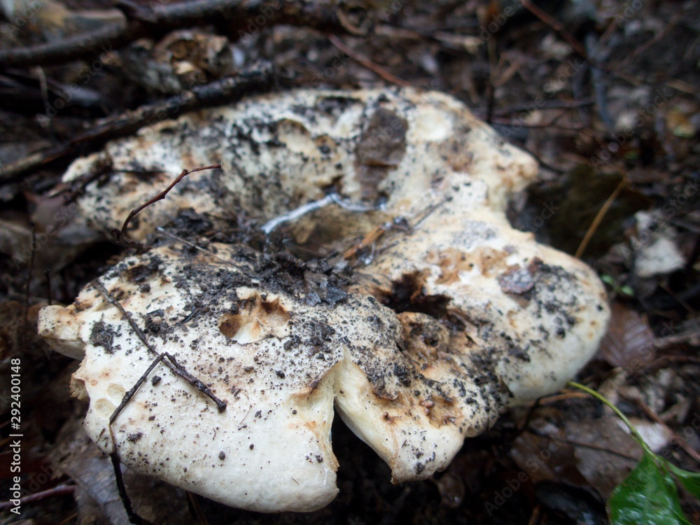 DETAIL OF A MUSHROOM IN A FOREST