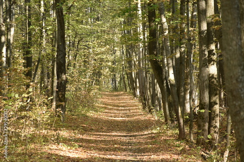 autumn road. autumn trail through the forest with leaves on the ground