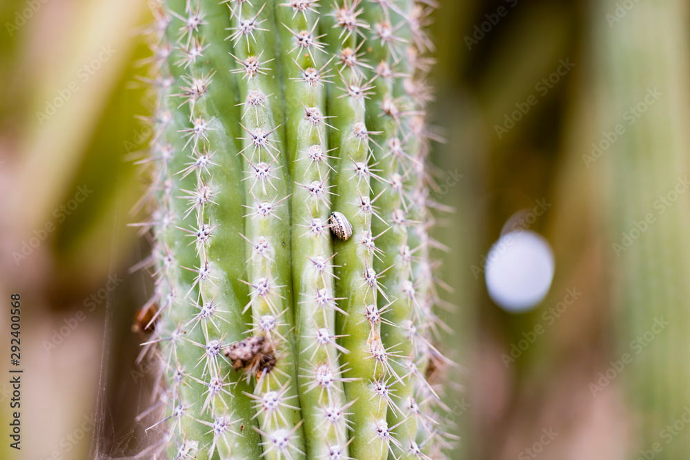 cactus cactus