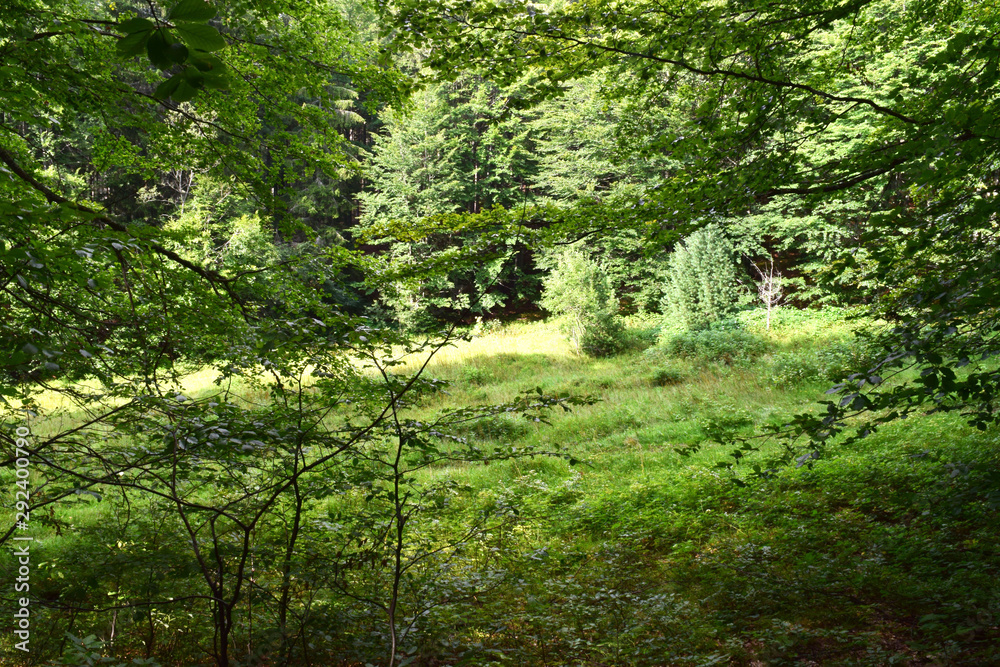 A Green Landscape