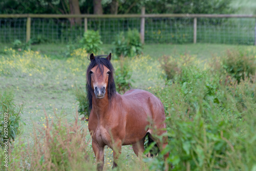 Pony in the field in the sunshine.