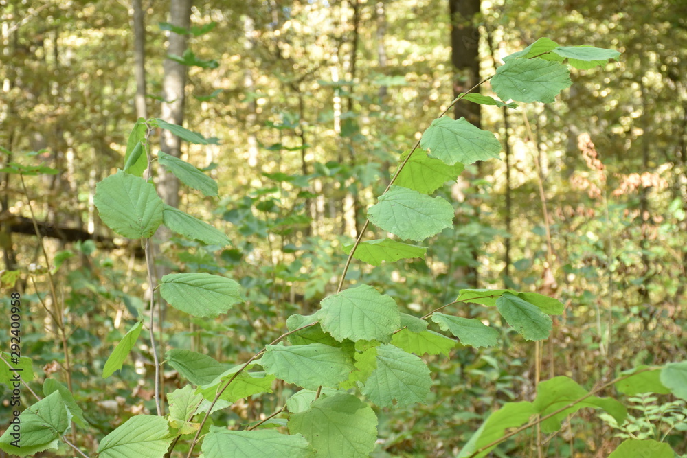 custom made wallpaper toronto digitalautumn nature. Dried autumn leaves for background