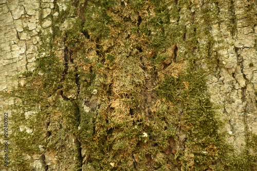 Dark wood texture background surface with old natural pattern