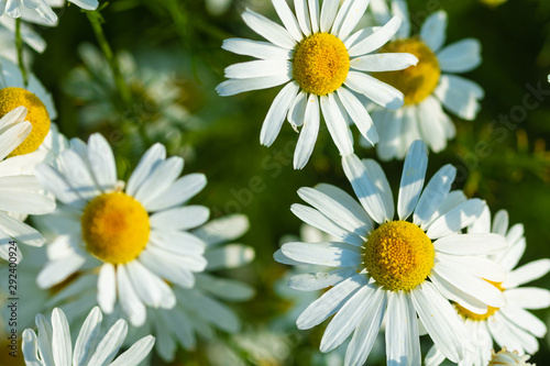 white daisies growing on summer meadow in morning sunlight 